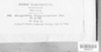 Phragmidium rosae-arkansanae image